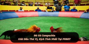Đá Gà Campuchia – Môn cá cược đối kháng hấp dẫn tại F8BET